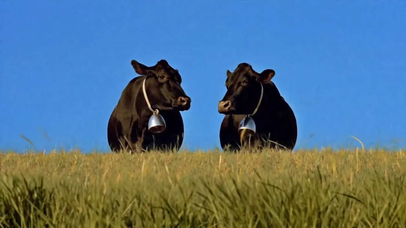 Calling Cows — still