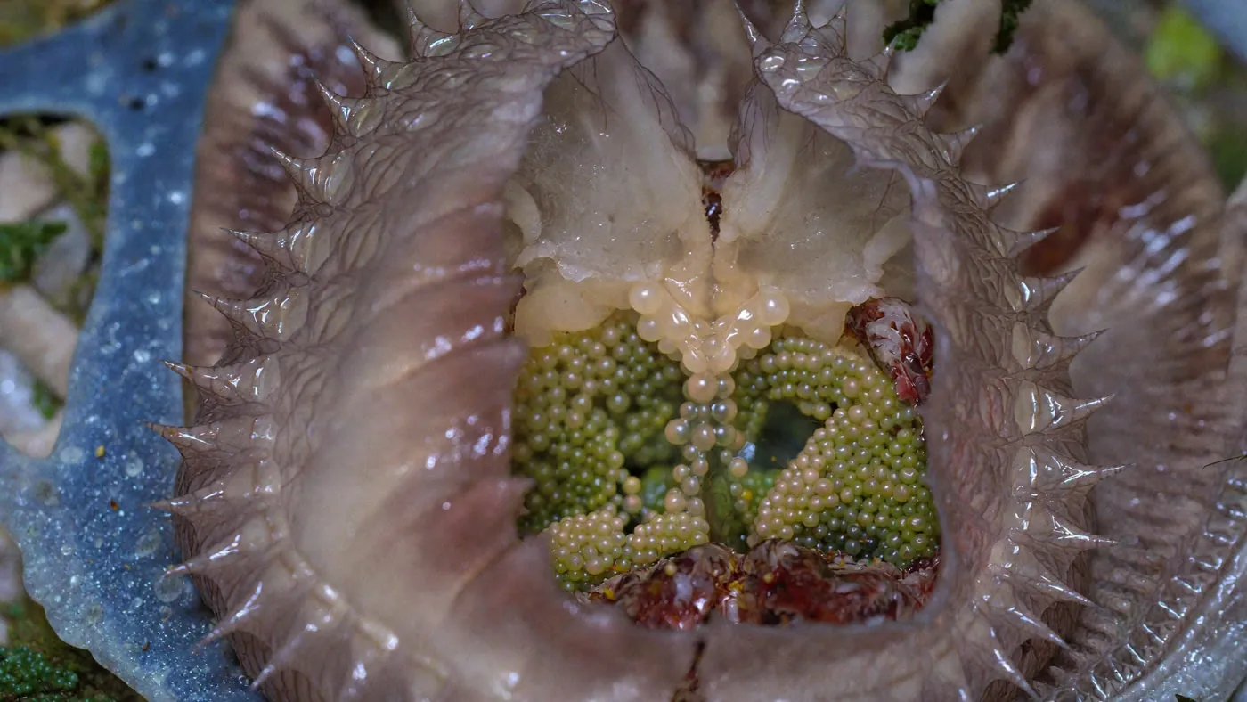 Flesh or Fruit