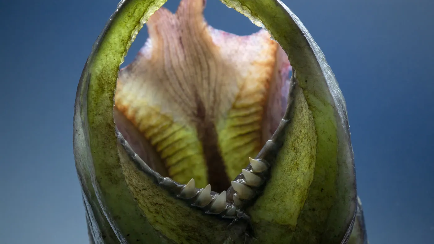 Flesh or Fruit