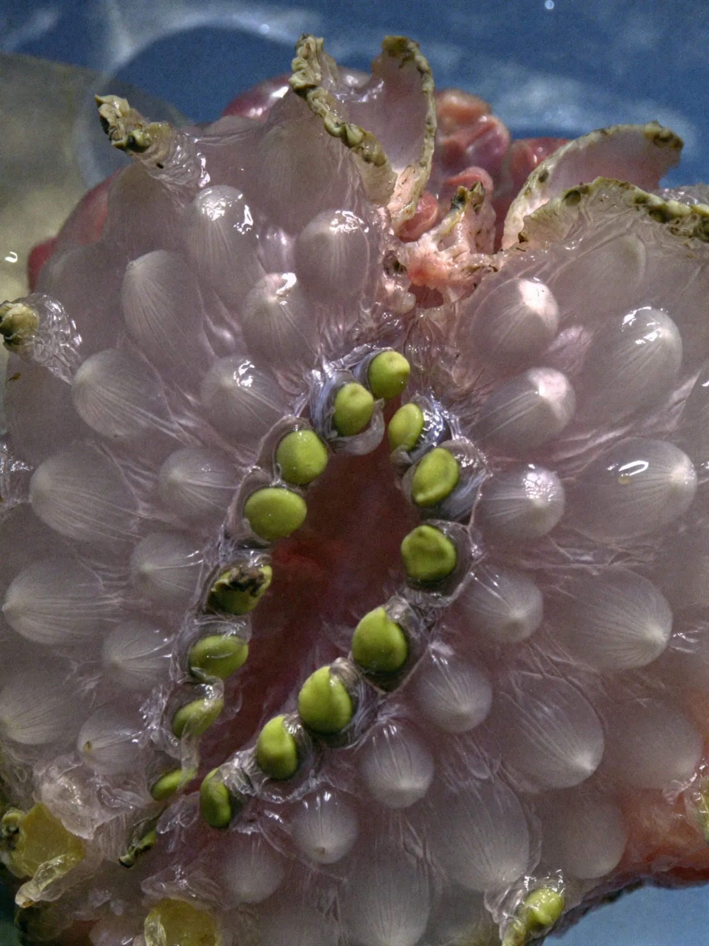 Flesh or Fruit