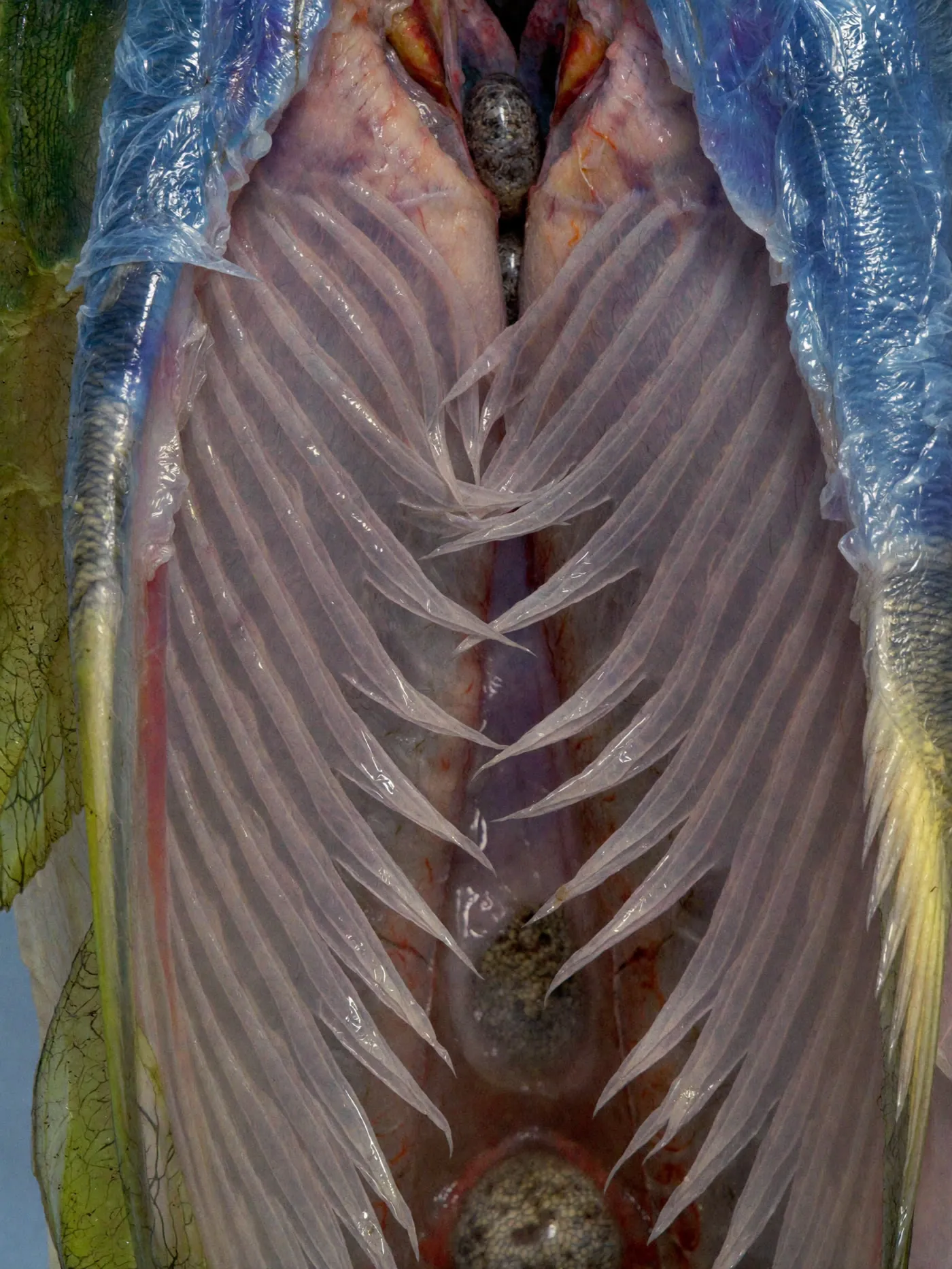 Flesh or Fruit