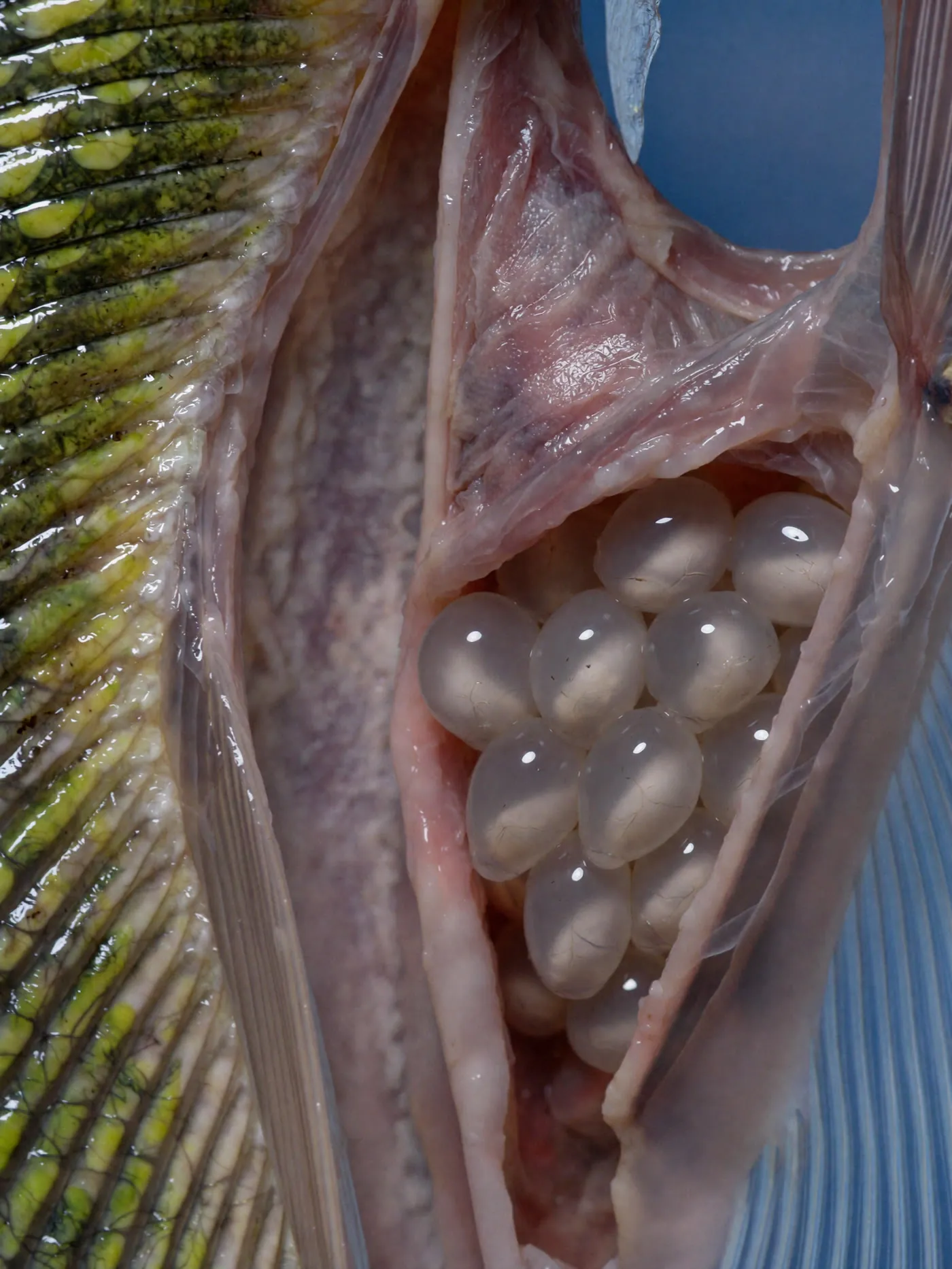 Flesh or Fruit