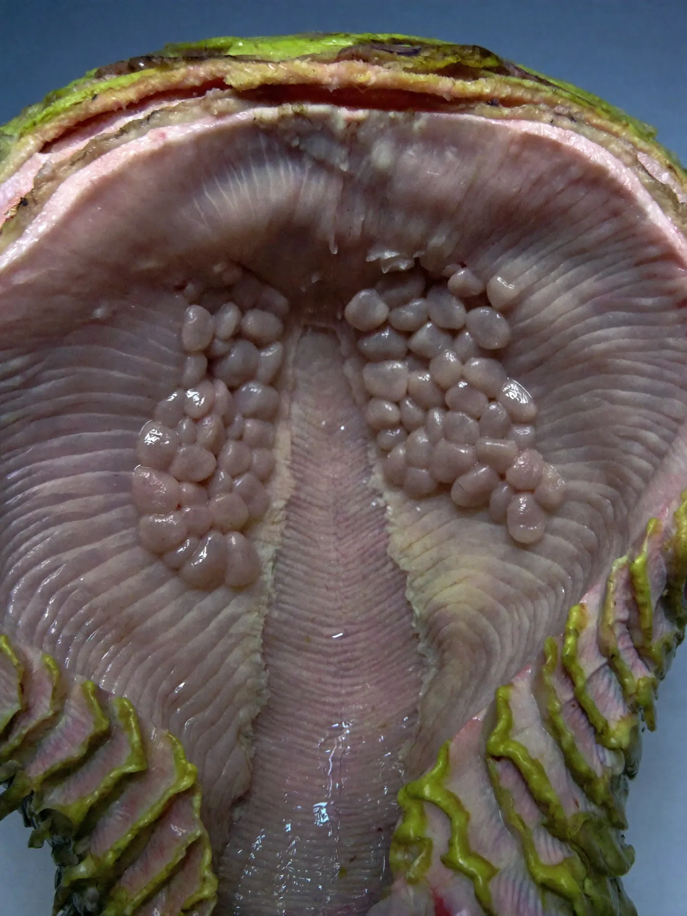 Flesh or Fruit