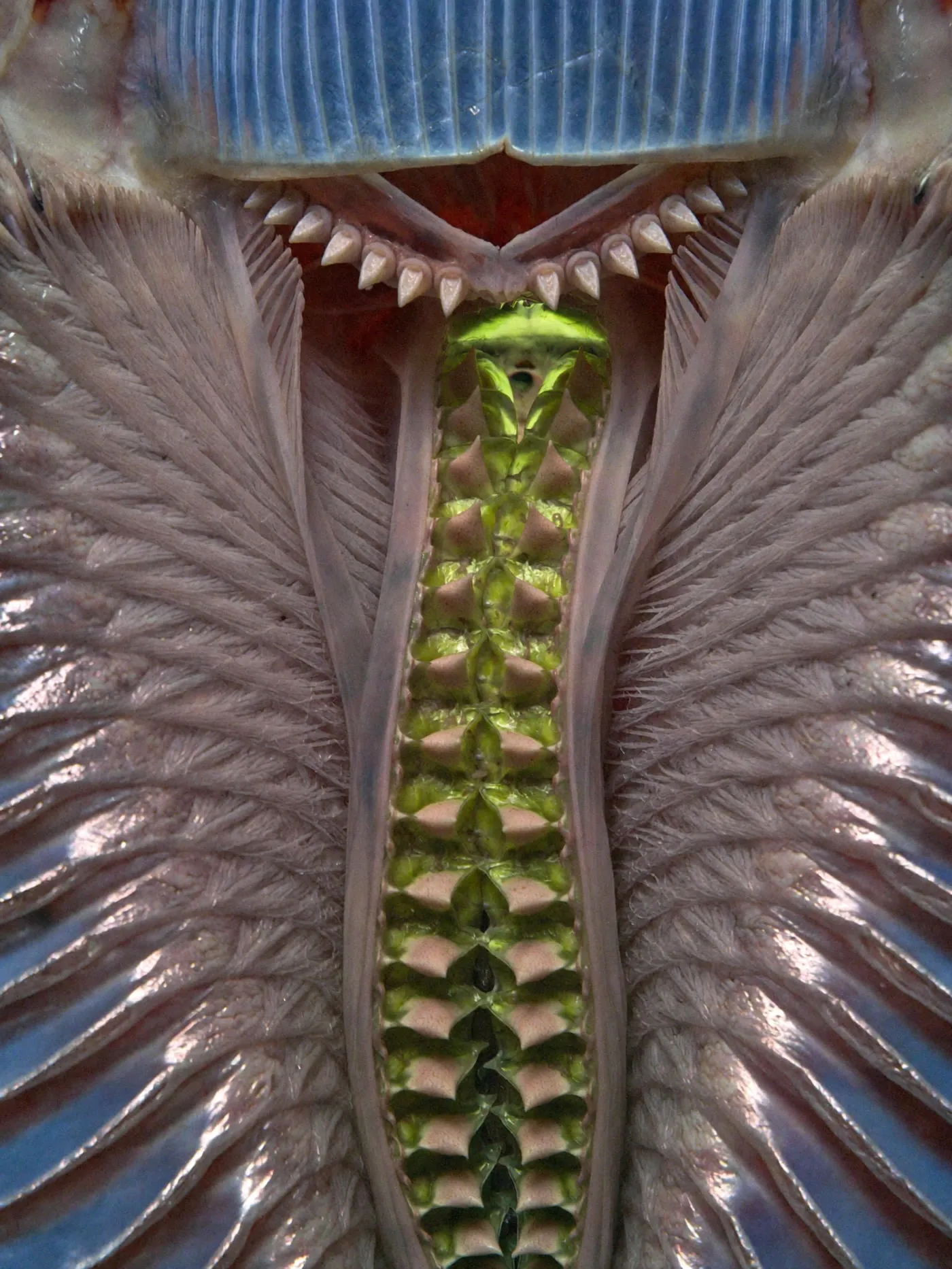 Flesh or Fruit